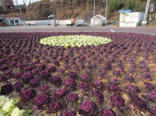 A cabbage garden on the side of the road in Yulpo.