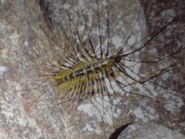 A long-legged millipede in the Dark Cave.