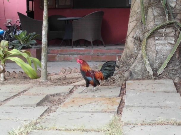 Roosters are everywhere. Some wander around and some are in little enclosures.