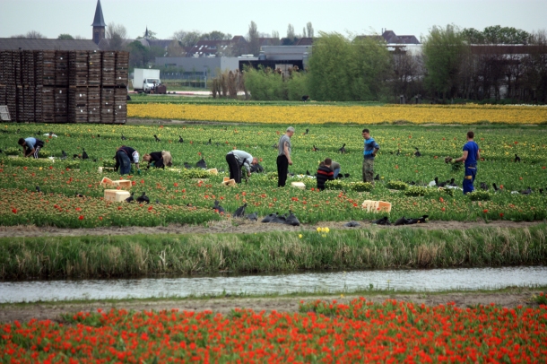 Workers in the fields in Lisse.